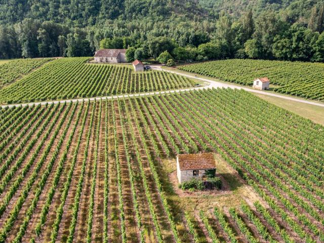 Grande étendue de vignes À Luzech