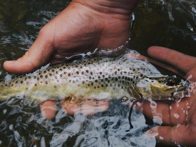 Trout1