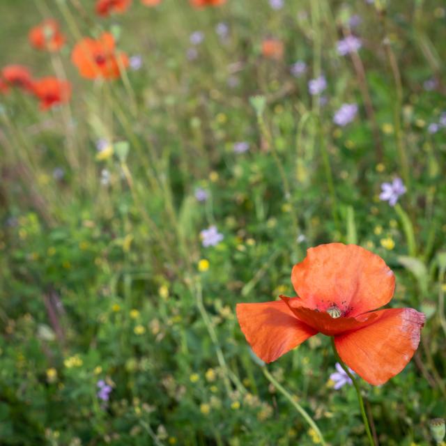 Domaine_des_Caselles-10