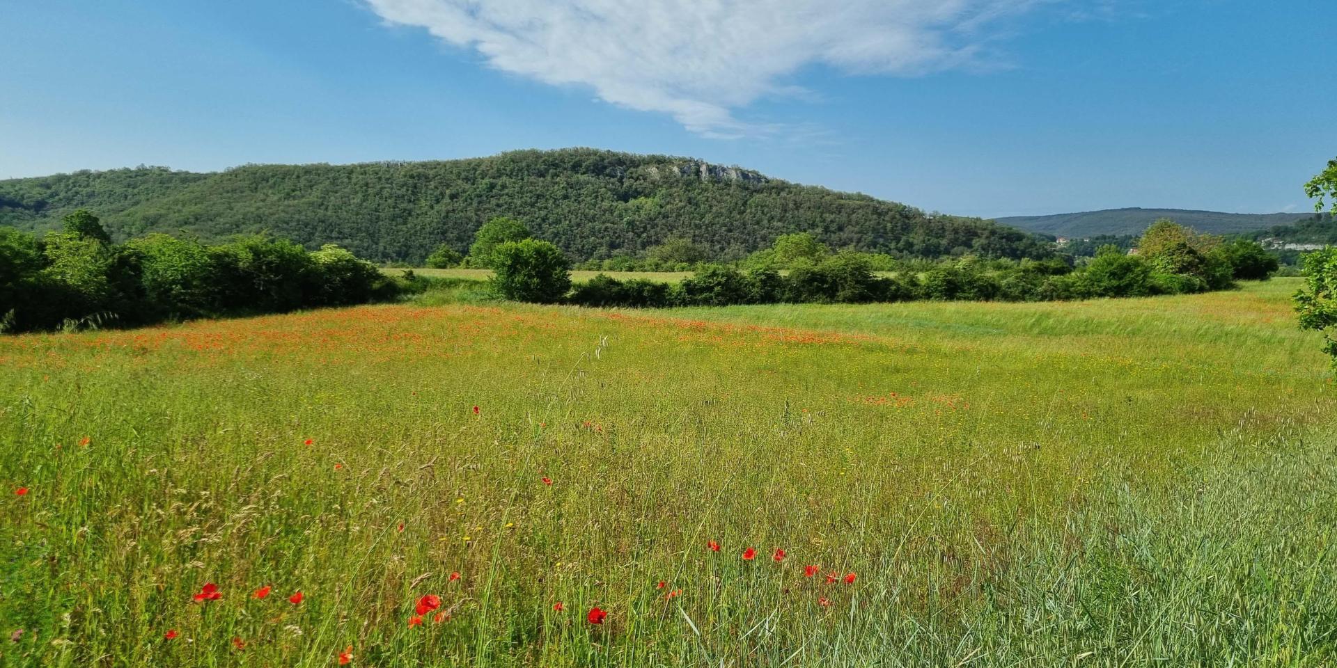 Domaine_des_Caselles-31