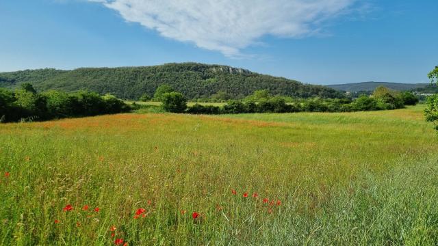 Domaine_des_Caselles-31