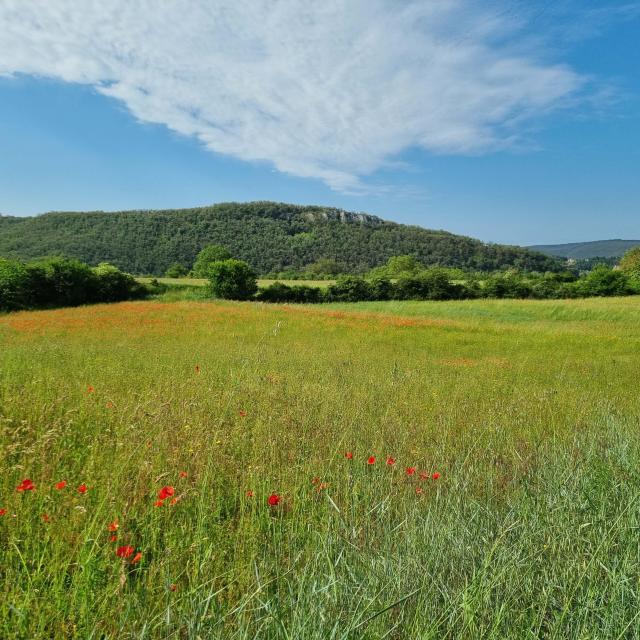 Domaine_des_Caselles-31