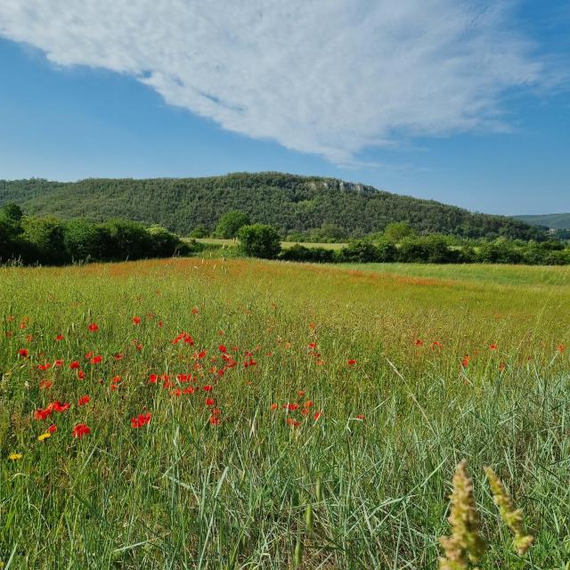 Domaine_des_Caselles-32