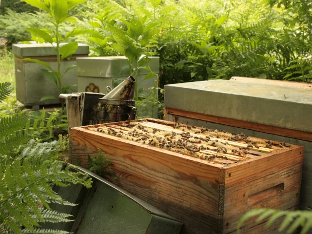 441133311 425460783527473 5699997304914831688 N