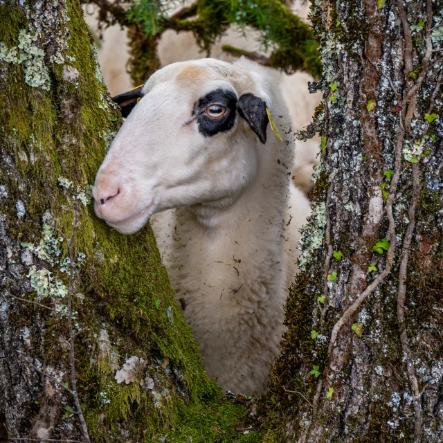 Causses du Lot ewe