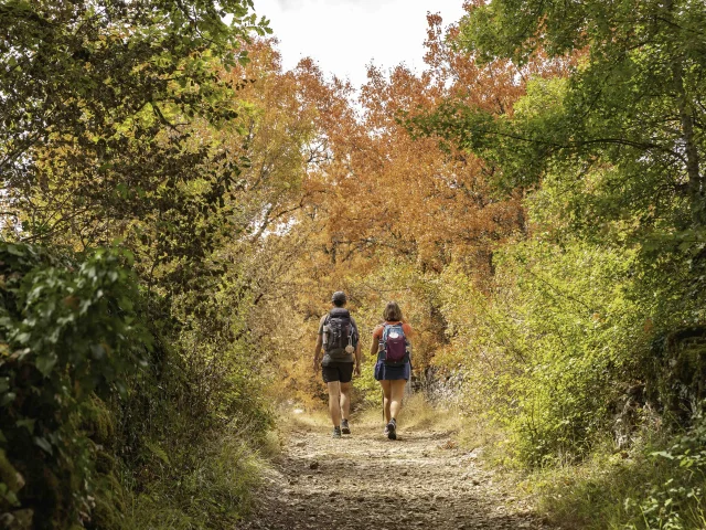 Randonneurs sur le chemin de Saint-Jacques par le GR6 avec des arbres aux couleurs flamboyantes autour d'eux.