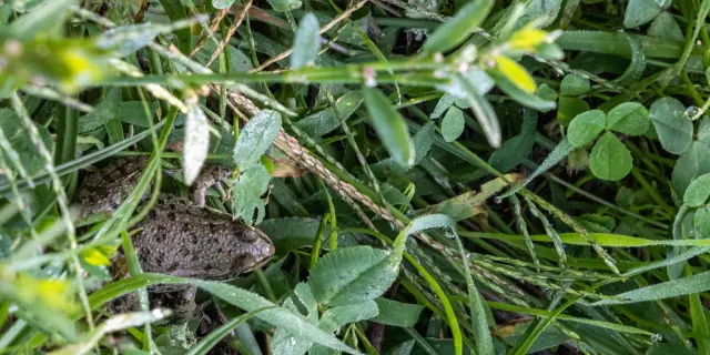 Grenouille à la gravière d'Espagnac-Sainte-Eulalie, devenue un lac