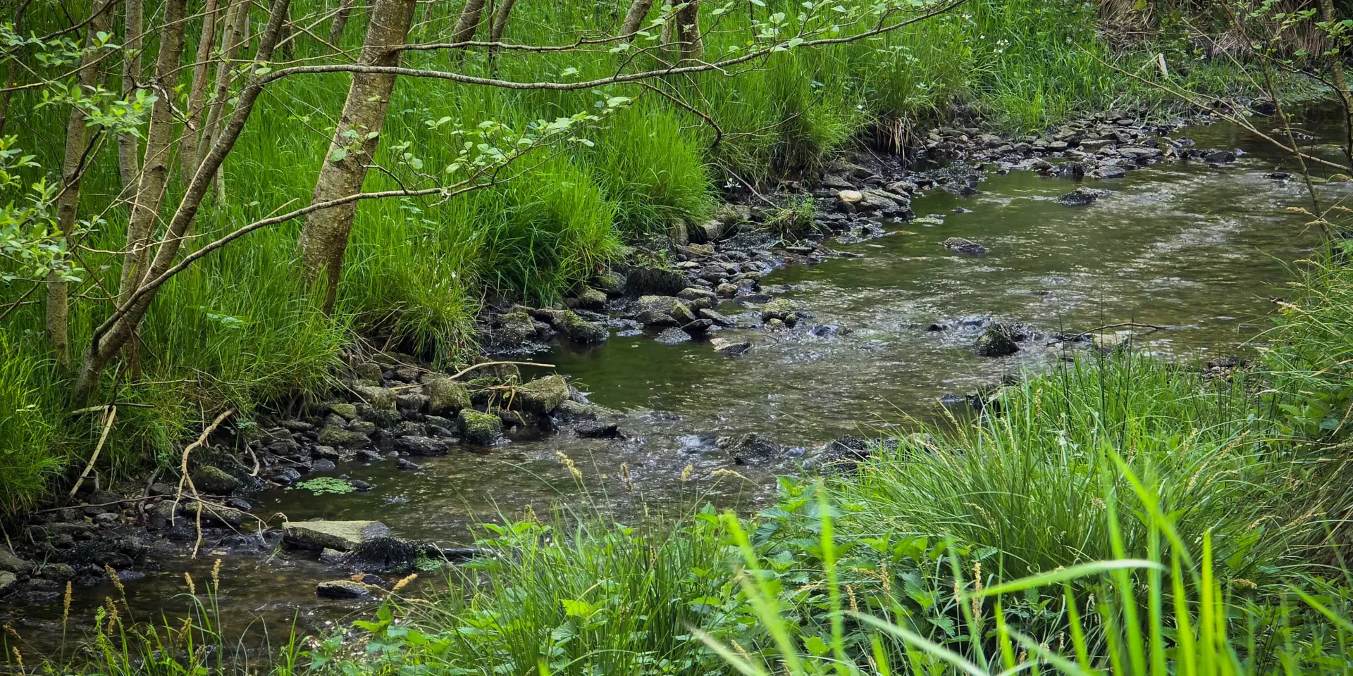 Zone humide du Roc De France à Latronquière