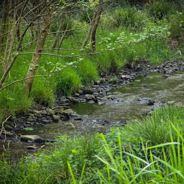 Zone humide du Roc De France à Latronquière