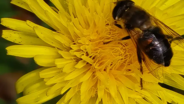 Insecte - Zone humide du Roc de France à Latronquière
